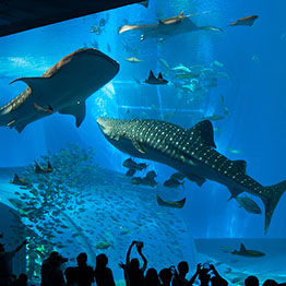 美ら海水族館